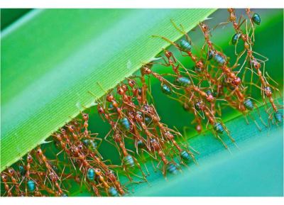 602921_10151354861118503_867640718_n